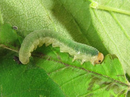 Emphytus cinctus
