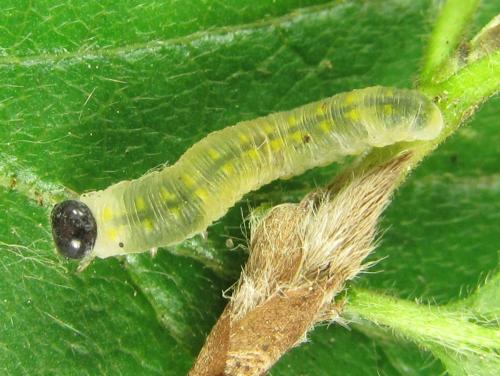 Abia mutica