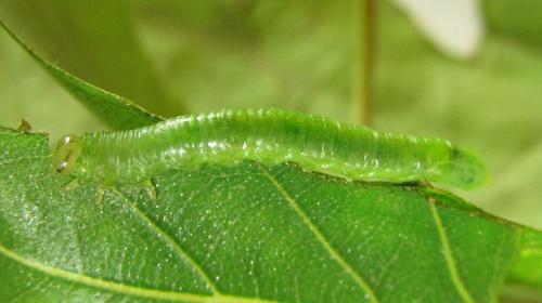 Euura poecilonota