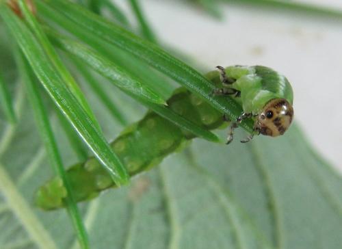 Gilpinia hercyniae