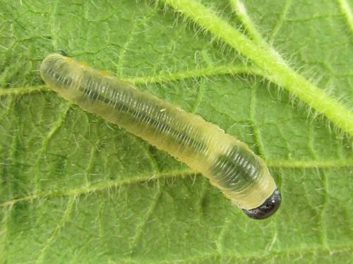 Abia fasciata