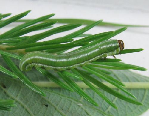 Gilpinia hercyniae