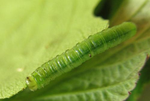 Euura poecilonota