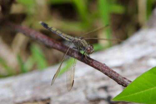 Orthetrum caledonicum
