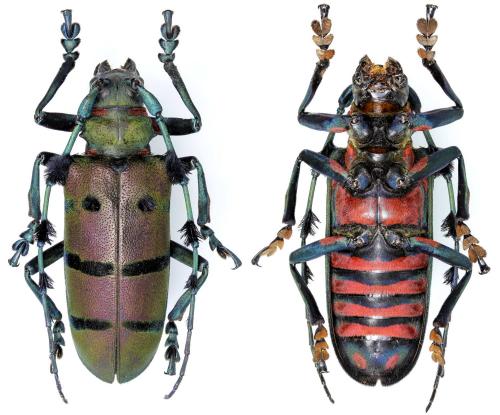 Réf. 220 569 : Thysia wallichii