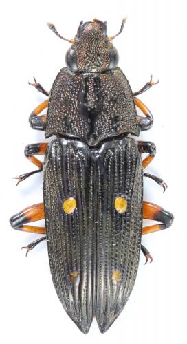 Réf. 220 302 : Helota brancuccii