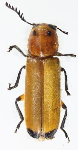Réf. 220 324 : Tenerus signaticollis