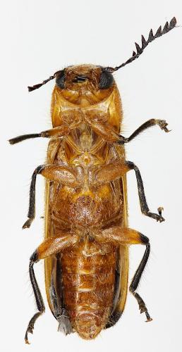 Réf. 220 346 : Tenerus signaticollis