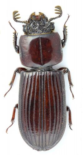 Leptaulax bicolor