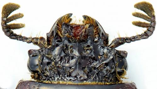 Leptaulax bicolor