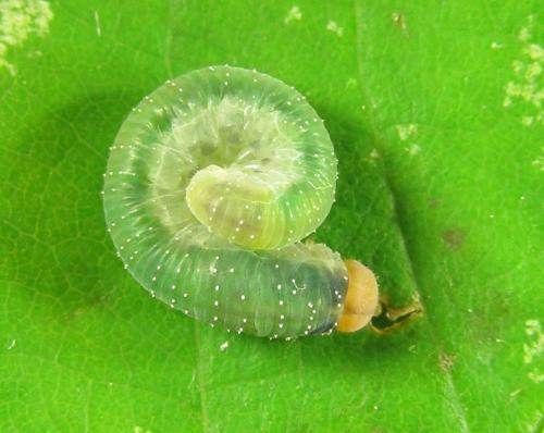 Emphytus cinctus