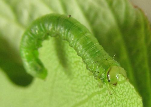 Euura poecilonota