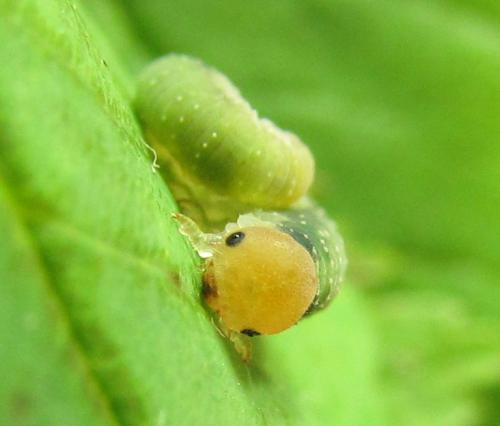 Emphytus cinctus