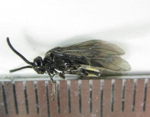 Arge ciliaris