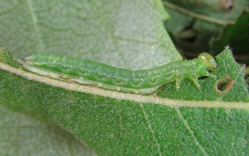 Réf. 220 403 : Euura oligospila