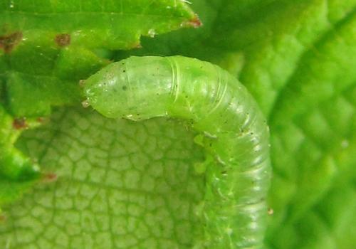 Euura poecilonota