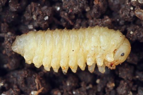 Caliroa annulipes