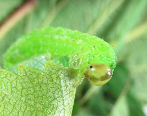 Arge ciliaris