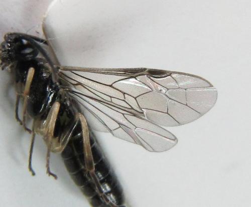 Réf. 220 495 : Ametastegia carpini