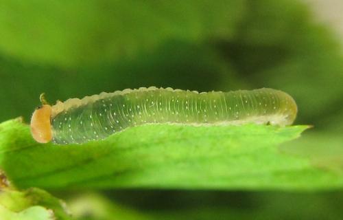 Emphytus cinctus