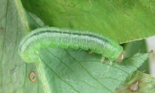 Euura myosotidis