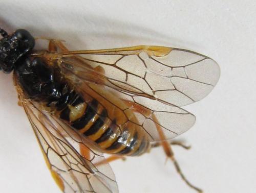 Réf. 220 434 : Euura myosotidis