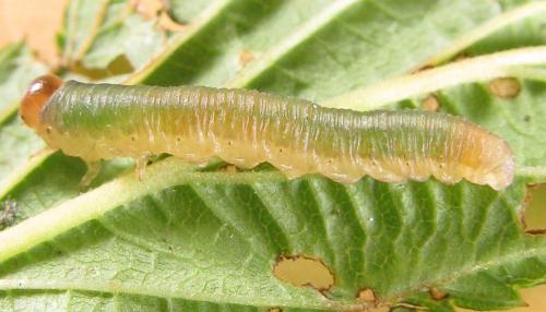 Réf. 220 486 : Emphytus calceatus