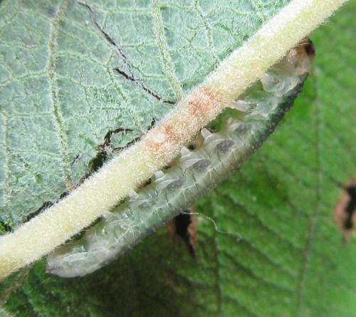Réf. 220 514 : Euura hypoxantha