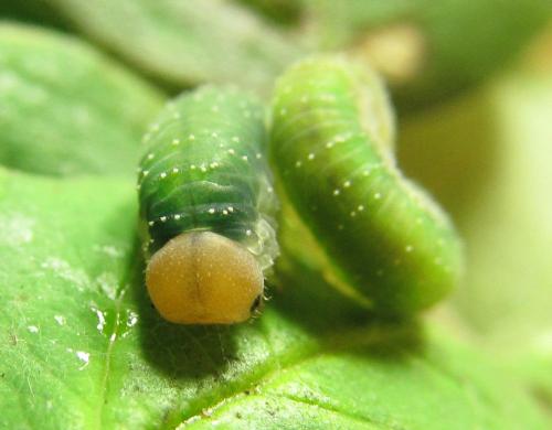 Emphytus cinctus