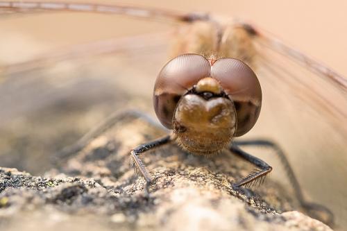 Sympetrum striolatum