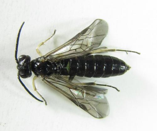 Ametastegia carpini