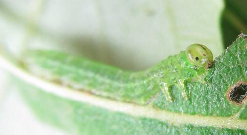 Réf. 220 404 : Euura oligospila