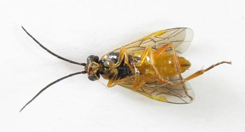 Euura myosotidis