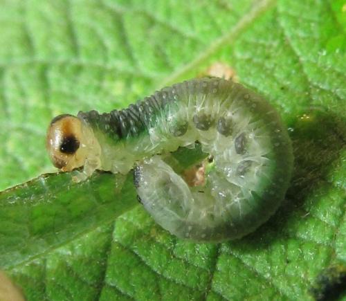 Réf. 220 515 : Euura hypoxantha