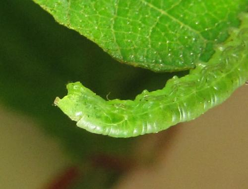 Euura poecilonota
