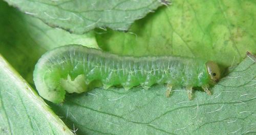 Euura myosotidis