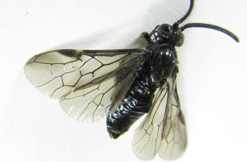 Arge ciliaris