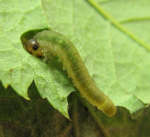 Emphytus cinctus