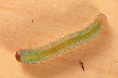 Réf. 220 487 : Emphytus calceatus