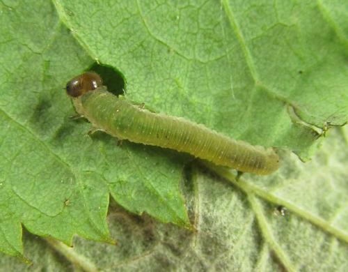 Emphytus cinctus