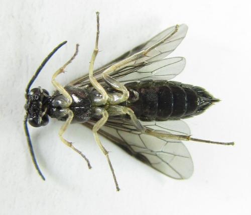 Ametastegia carpini