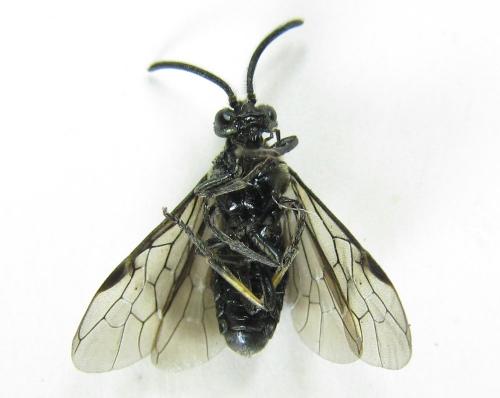 Arge ciliaris
