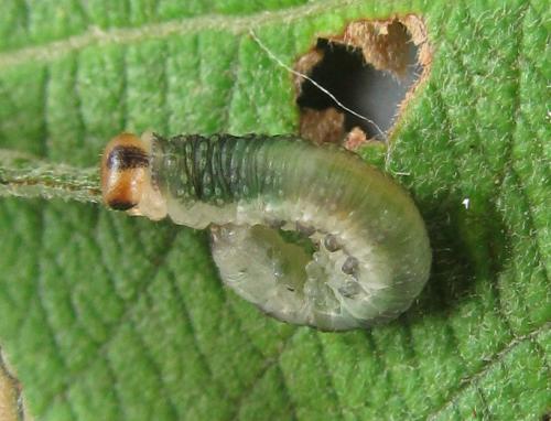 Réf. 220 516 : Euura hypoxantha