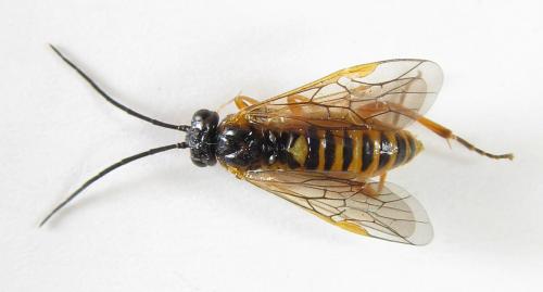 Réf. 220 436 : Euura myosotidis