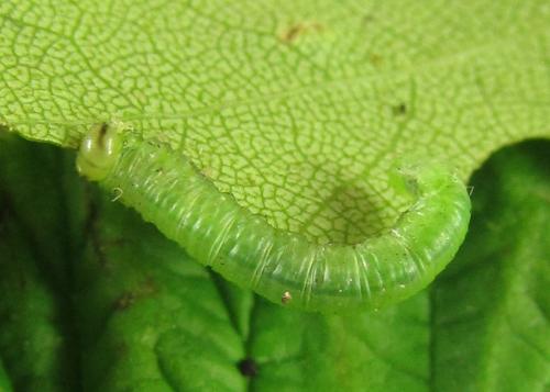 Euura poecilonota