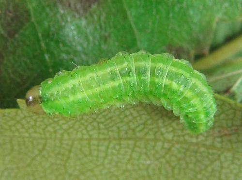 Arge ciliaris