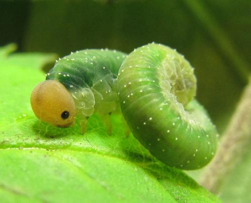 Emphytus cinctus