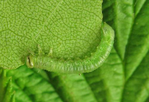 Euura poecilonota