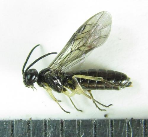 Ametastegia carpini
