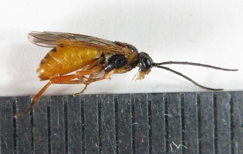 Euura myosotidis